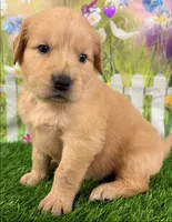 Genetically Clear P, a female Golden Retriever for sale in Tahlequah, OK – 6 of 10