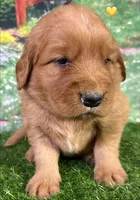 Pynki Yellow, a female Golden Retriever for sale in Tahlequah, OK – 7 of 7