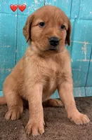 Red Male - Genetically Clear, a male Golden Retriever for sale in Tahlequah, OK – 7 of 9