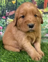 Pynki Yellow, a female Golden Retriever for sale in Tahlequah, OK – 3 of 7