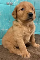 Gray Male Genetically Clear, a male Golden Retriever for sale in Tahlequah, OK – 5 of 9