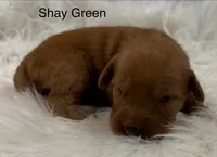 Shay Green, a female Golden Retriever for sale in Tahlequah, OK – 3 of 8