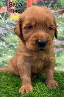Saga Red, a male Golden Retriever for sale in Tahlequah, OK – 4 of 9