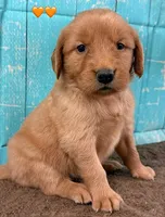Orange Female Genetically Clear, a female Golden Retriever for sale in Tahlequah, OK – 4 of 8