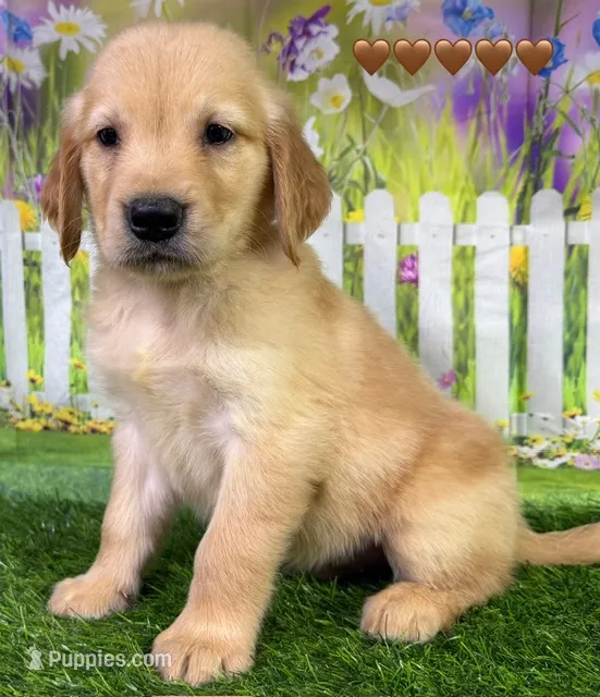 T Tan – Golden Retriever puppy for sale in Tahlequah, OK