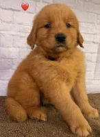 P Red, a male Golden Retriever for sale in Tahlequah, OK – 10 of 10