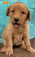 Orange Female Genetically Clear, a female Golden Retriever for sale in Tahlequah, OK – 5 of 8