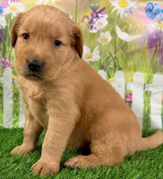 Genetically Clear NG, a male Golden Retriever for sale in Tahlequah, OK – 8 of 9