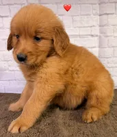 P Red, a male Golden Retriever for sale in Tahlequah, OK – 9 of 10