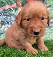 Pynki Orange, a female Golden Retriever for sale in Tahlequah, OK – 8 of 8