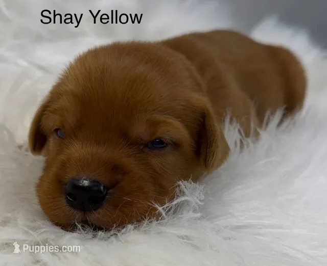 Shay Yellow – Golden Retriever puppy for sale in Tahlequah, OK