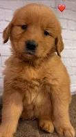P Red, a male Golden Retriever for sale in Tahlequah, OK – 2 of 10