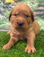 Sage Yellow, a female Golden Retriever for sale in Tahlequah, OK – 3 of 9