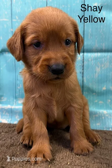 Shay Yellow – Golden Retriever puppy for sale in Tahlequah, OK