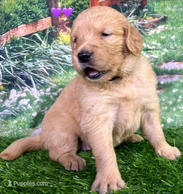 Charm Purple – Golden Retriever puppy for sale in Tahlequah, OK