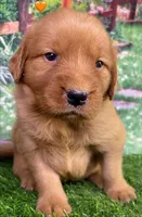 Pynki Orange, a female Golden Retriever for sale in Tahlequah, OK – 7 of 8