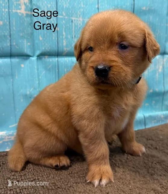 Sage Gray – Golden Retriever puppy for sale in Tahlequah, OK