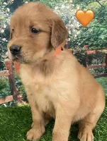 Delta Orange, a female Golden Retriever for sale in Tahlequah, OK – Photo 3 of 10