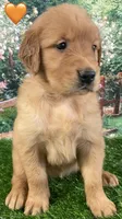 Delta Orange, a female Golden Retriever for sale in Tahlequah, OK – Photo 8 of 10