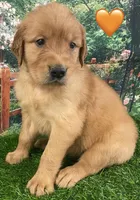 Delta Orange, a female Golden Retriever for sale in Tahlequah, OK – Photo 4 of 10