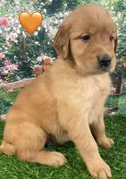 Delta Orange, a female Golden Retriever for sale in Tahlequah, OK – Photo 1 of 10