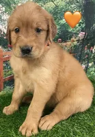 Delta Orange, a female Golden Retriever for sale in Tahlequah, OK – Photo 6 of 10