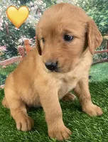 Delta Orange, a female Golden Retriever for sale in Tahlequah, OK – Photo 9 of 10