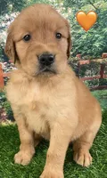 Delta Orange, a female Golden Retriever for sale in Tahlequah, OK – Photo 7 of 10