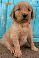 Orange Female Genetically Clear, a female Golden Retriever for sale in Tahlequah, OK – 6 of 8