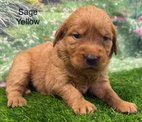 Sage Yellow, a female Golden Retriever for sale in Tahlequah, OK – 5 of 9