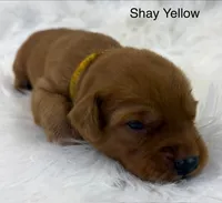 Shay Yellow, a female Golden Retriever for sale in Tahlequah, OK – 2 of 8