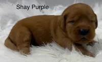 Shay Purple, a female Golden Retriever for sale in Tahlequah, OK – 6 of 8
