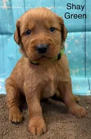 Shay Green, a female Golden Retriever for sale in Tahlequah, OK – 3 of 8