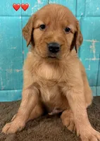 Red Male - Genetically Clear, a male Golden Retriever for sale in Tahlequah, OK – 9 of 9
