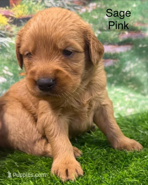 Sage Pink – Golden Retriever puppy for sale in Tahlequah, OK