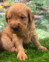 Sage Pink, a female Golden Retriever for sale in Tahlequah, OK – 1 of 9