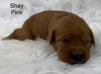 Shay Pink, a female Golden Retriever for sale in Tahlequah, OK – 3 of 8
