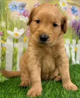 Genetically Clear NG, a male Golden Retriever for sale in Tahlequah, OK – 2 of 9
