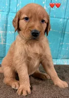 Red Male - Genetically Clear, a male Golden Retriever for sale in Tahlequah, OK – 5 of 9