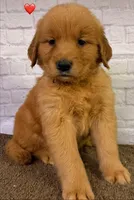 P Red, a male Golden Retriever for sale in Tahlequah, OK – 5 of 10