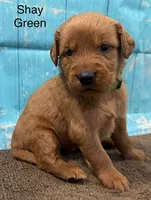 Shay Green, a female Golden Retriever for sale in Tahlequah, OK – 5 of 8