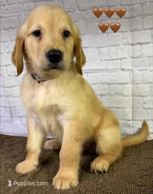 T Tan – Golden Retriever puppy for sale in Tahlequah, OK
