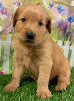 Genetically Clear NG, a male Golden Retriever for sale in Tahlequah, OK – 9 of 9