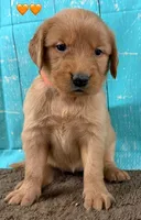 Orange Female Genetically Clear, a female Golden Retriever for sale in Tahlequah, OK – 3 of 8