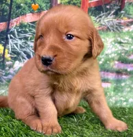Pynki Orange, a female Golden Retriever for sale in Tahlequah, OK – 1 of 8