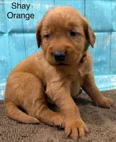 Shay Orange, a female Golden Retriever for sale in Tahlequah, OK – 6 of 8