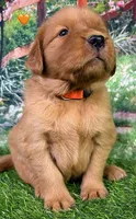 Pynki Orange, a female Golden Retriever for sale in Tahlequah, OK – 2 of 8