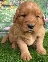 Pynki Yellow, a female Golden Retriever for sale in Tahlequah, OK – 2 of 7