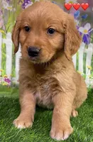 Gentry Red, a male Golden Retriever for sale in Tahlequah, OK – Photo 2 of 7