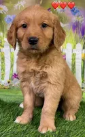 Gentry Red, a male Golden Retriever for sale in Tahlequah, OK – Photo 6 of 7